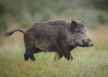 UK Wild Boar Trip CC