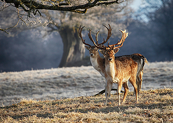 Fallow Doe Capreolus Club