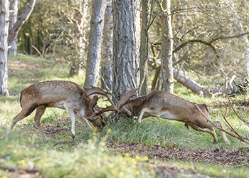 Autumn Fallow Stalking Capreolus Club