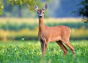 Capreolus Club November