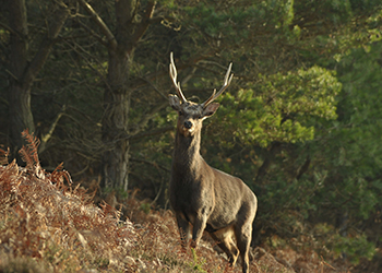 Sika Stag Capreolus Club