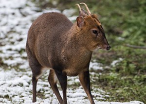 Chiltern_Hills_Muntjac_2