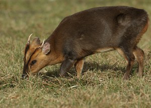 Chiltern_Hills_Muntjac_3