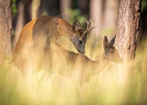 Chiltern_Hills_Roe_Rut