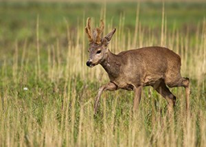 Chiltern_Hills_Roebuck14