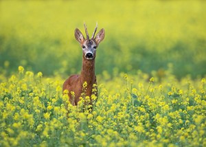 Chiltern_Hills_Roebuck_1