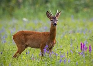 Chiltern_Hills_Roebuck_2