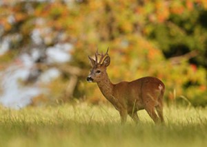 Chiltern_Hills_Roebuck_3
