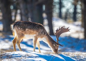 Fallow_Deer_14