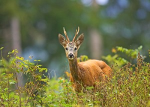 Roe_Rut_Fallow_Buck_2024_1