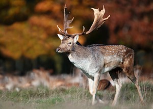 Royal_Tunbridge_Wells