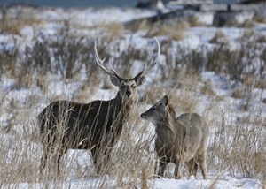 Sika_Deer_Purbeck_Winter