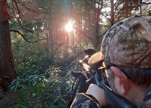 Sika_Isle_of_Purbeck_December_2024