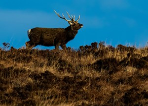 Sika_Purbeck_Dorset_Jan_2026_1