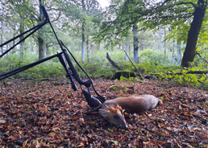 Stalk_Day_Chiltern_Hills_Oct_2026