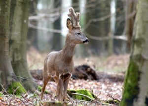 Stalk_Day_Hampshire_March_20247