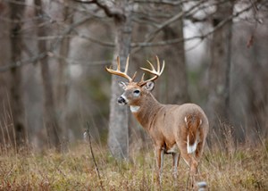 White_Tail_Deer